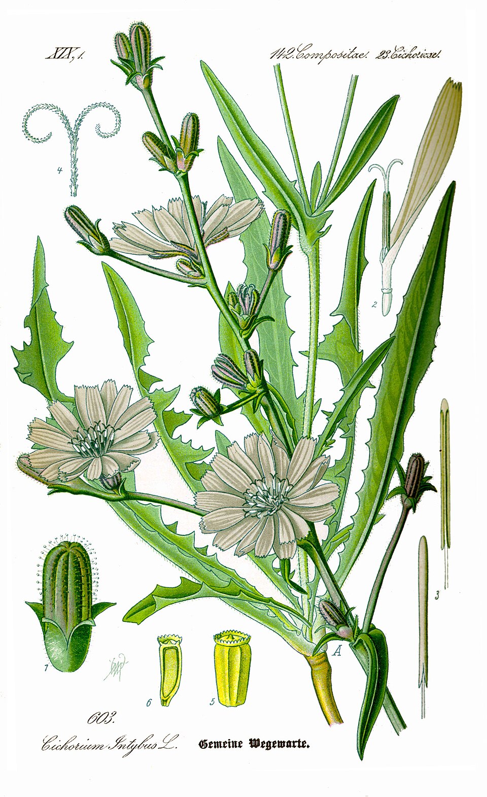 Chicory