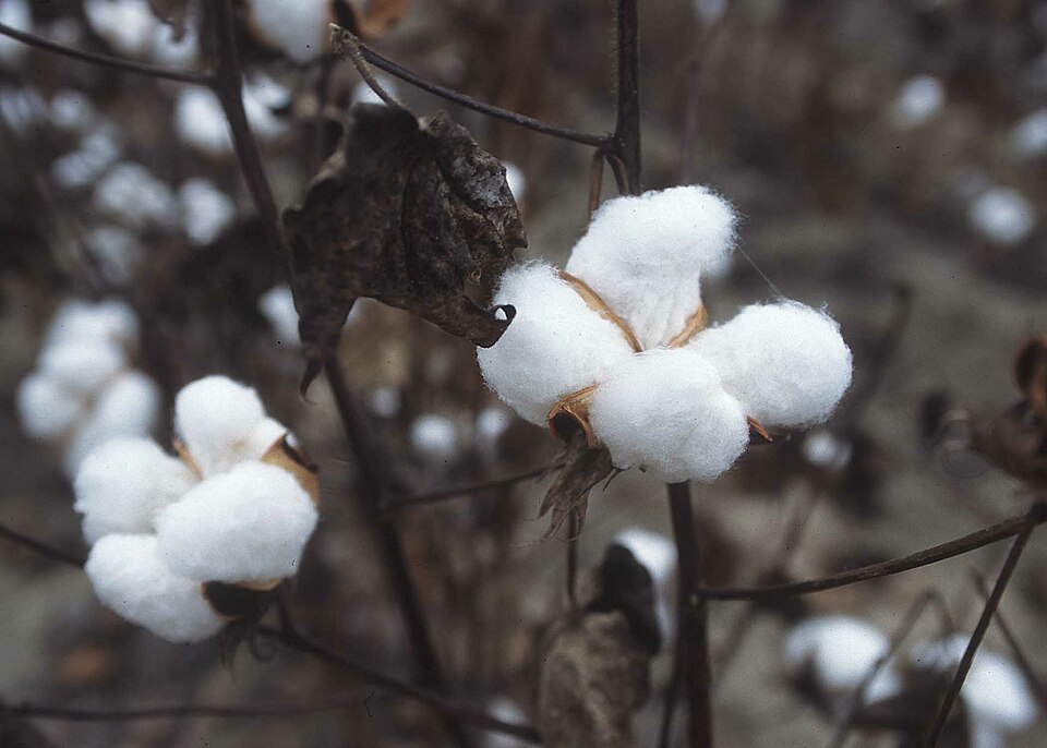 Cotton High