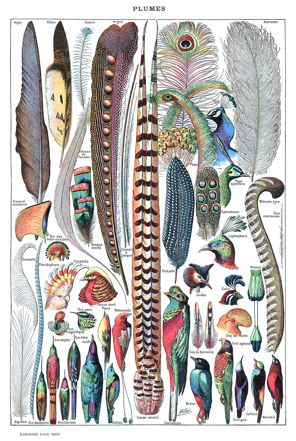 Feather