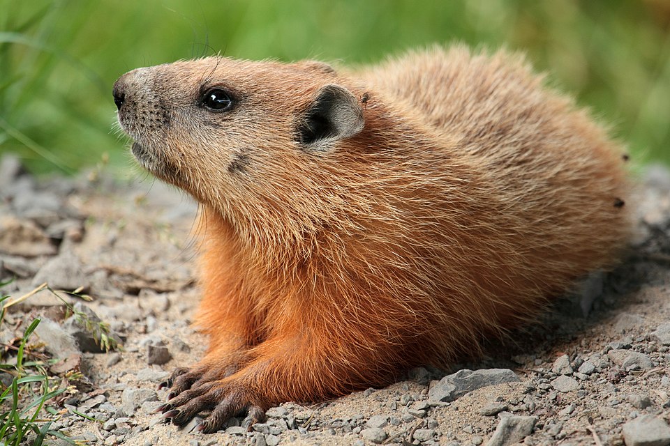 Groundhogs