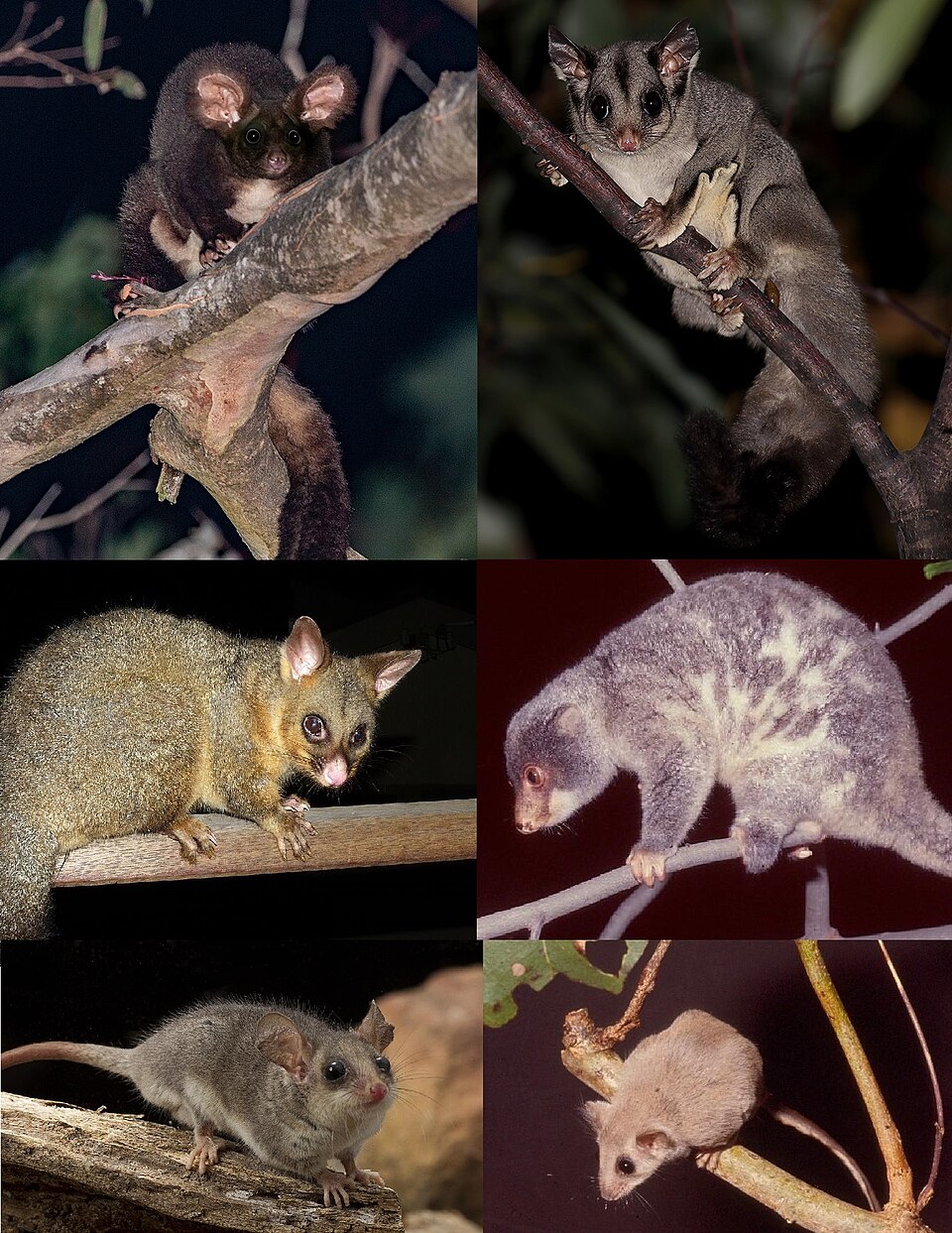 River Possum