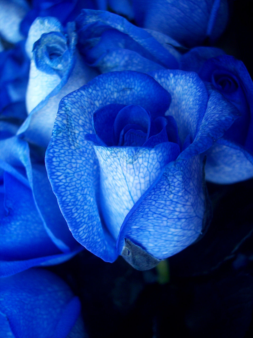 Rose Blue