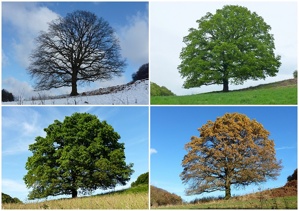 Seasons