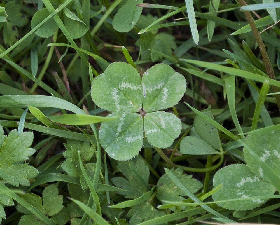 The Clover Boys