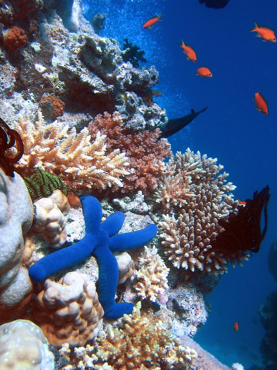 The Coral Reef