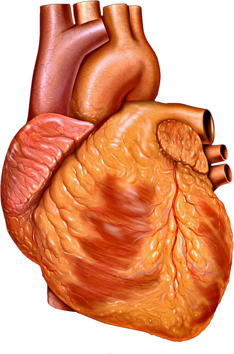 The Heart