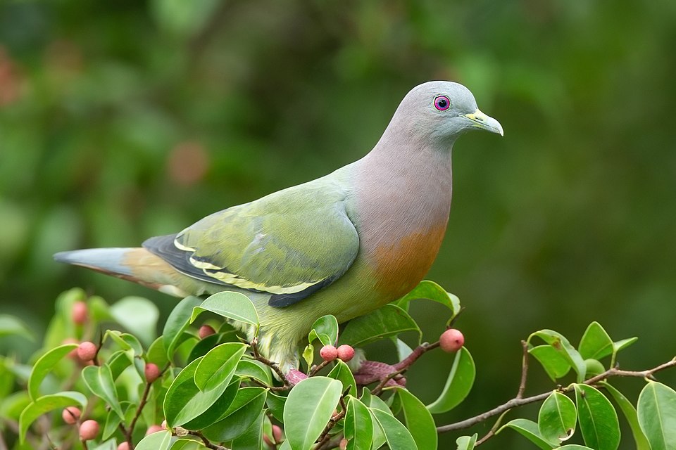 The Pigeons