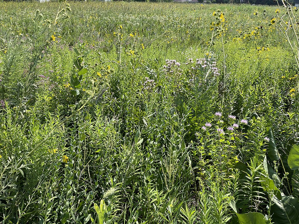 The Prairie Chiefs