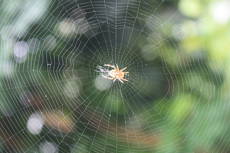The Webs