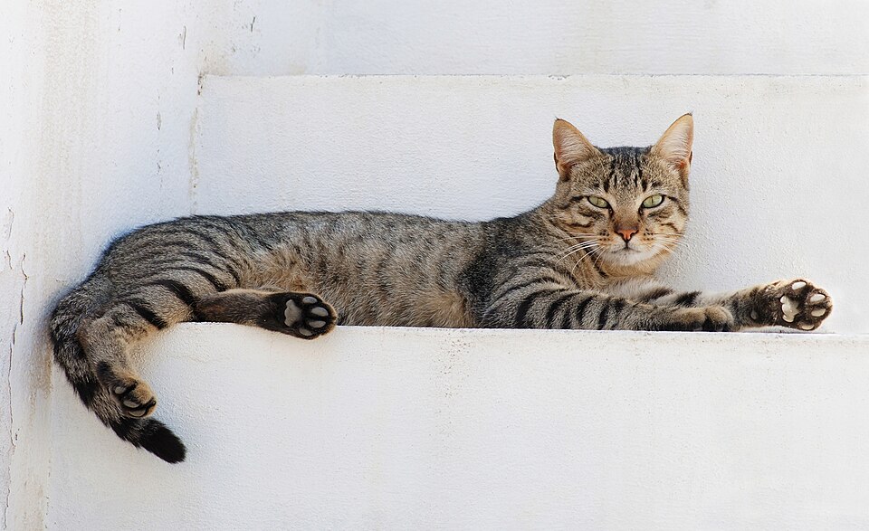 The Wild-Cats