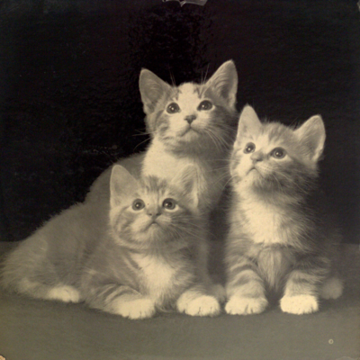Kitten Kapers
